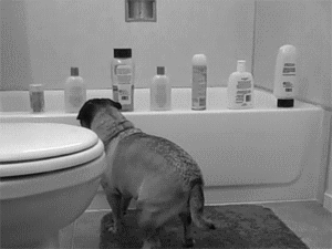 pugs